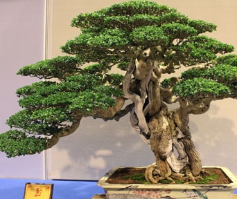 Premna bonsai