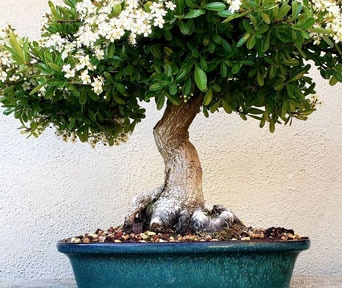 Ildtorn bonsai