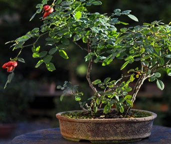 Rose bonsai