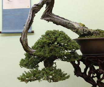 Gran bonsai