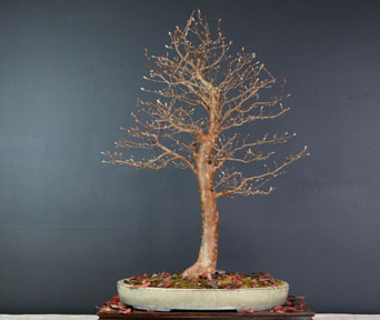 Stewartia bonsai