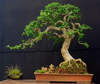 Streblus asper bonsai