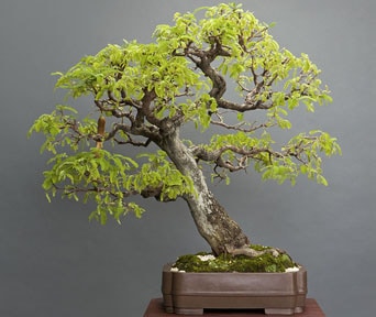 Tamarind bonsai