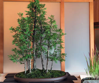 Tuja bonsai