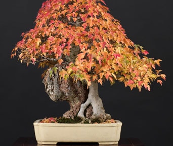 Trefliket lønn bonsai