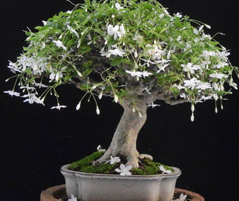 Vannjasmin bonsai