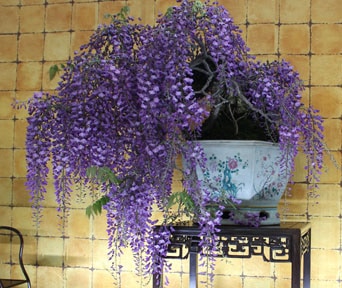 Blåregn bonsai