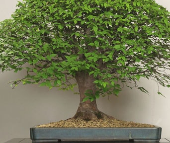 Japansk alm bonsai